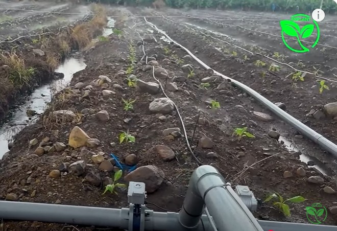 bec tuoi vp39 phun xa 